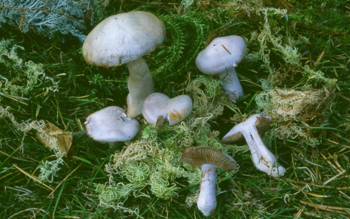 Cortinarius alboviolaceus